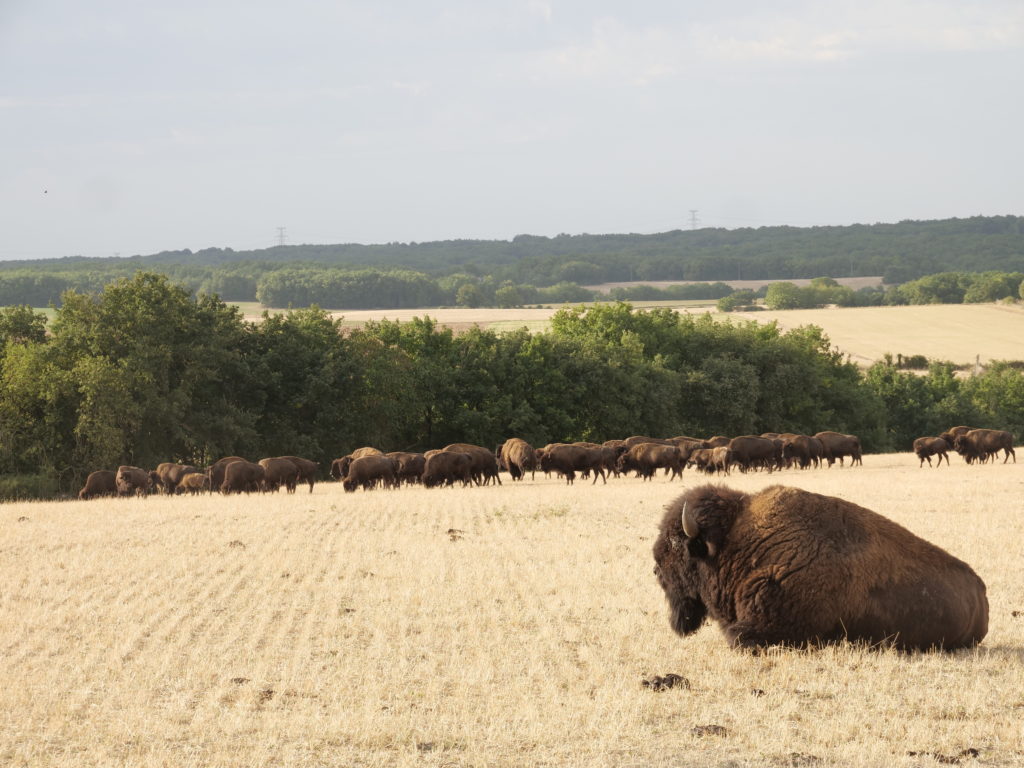 Les bisons du poitou